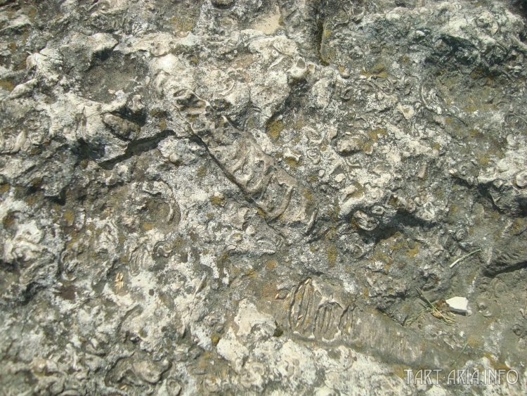 "Коктейль" из окаменевших морских моллюсков в толще известняковой плиты